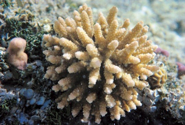 albums-qq21-voas7-acropora_bushyensis_zpshxobhrvt.jpg