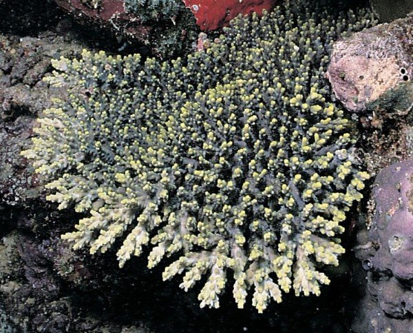 albums-qq21-voas7-acropora_aculeus_zpsotzbneeq.jpg