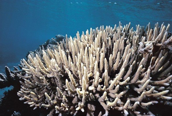 albums-qq21-voas7-acropora_acuminata_zpskfhlhfh4.jpg