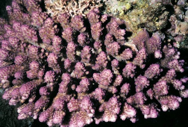 albums-qq21-voas7-acropora_cophodactyla_zpswqw3fcmg.jpg