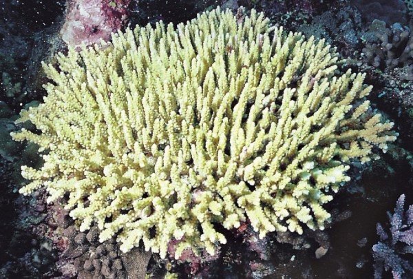 albums-qq21-voas7-acropora_dendrum_zpso36wxqgd.jpg