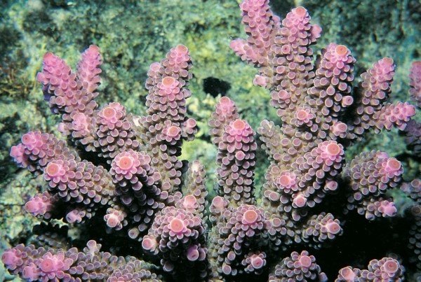 albums-qq21-voas7-acropora_digitifera_zpsg5f4i35p.jpg