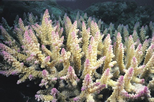 albums-qq21-voas7-acropora_divaricata_zpsqujakw0w.jpg