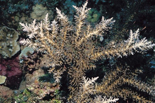 albums-qq21-voas7-acropora_echinata_zpswvjrbkcy.jpg