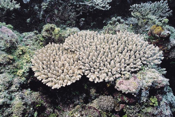 albums-qq21-voas7-acropora_macrostoma_zpsnq9uhfgm.jpg