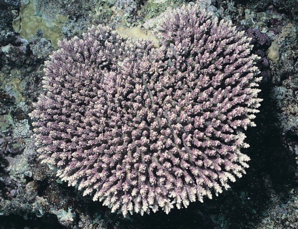 albums-qq21-voas7-acropora_microclados_zpsr08mktsx.jpg