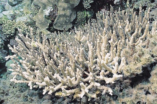 albums-qq21-voas7-acropora_mirabilis_zpsbgzyxzzj.jpg