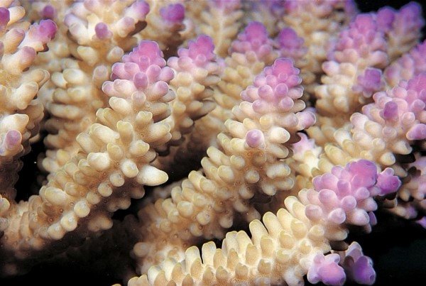 albums-qq21-voas7-acropora_nasuta_zpsqjilvmh3.jpg