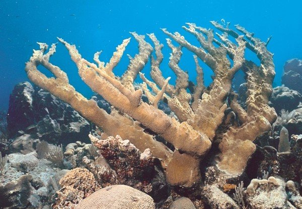 albums-qq21-voas7-acropora_palmata_zpsakzrli3j.jpg