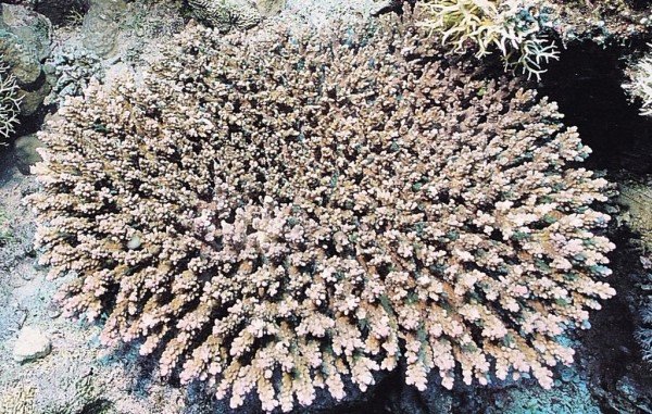 albums-qq21-voas7-acropora_parapharaonis_zpssl9oxfip.jpg