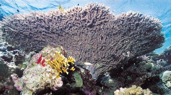 albums-qq21-voas7-acropora_pharaonis_zpsyohsqtpr.jpg