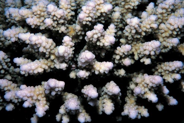 albums-qq21-voas7-acropora_plantaginea_zpsjekupbyw.jpg