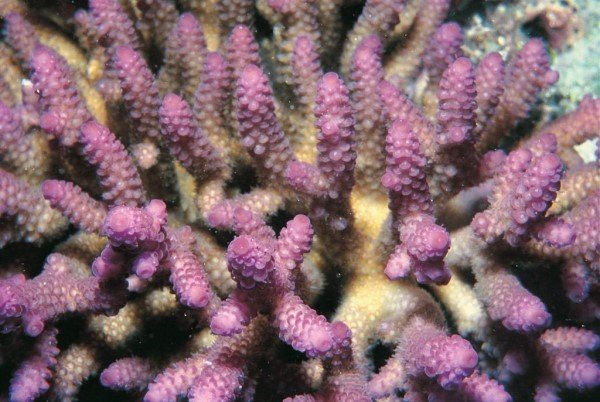 albums-qq21-voas7-acropora_prostrata_zpsmad8z8qm.jpg