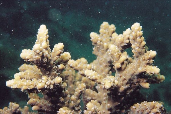 albums-qq21-voas7-acropora_pruinosa_zpspvhvp2c1.jpg