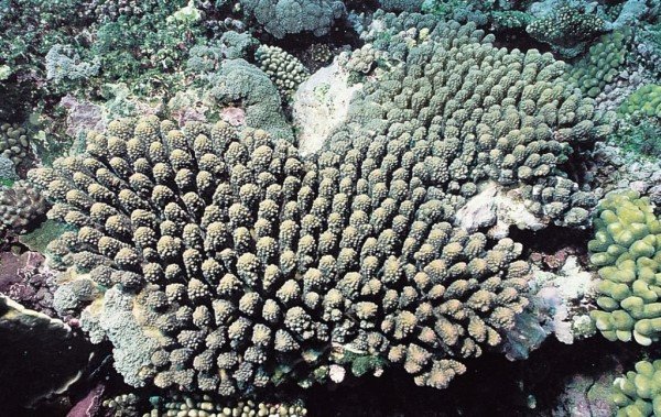 albums-qq21-voas7-acropora_retusa_zpsdqzuz9rb.jpg