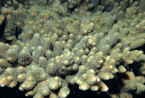 albums-qq21-voas7-acropora_seriata_zpsuuonq39v.jpg