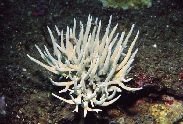 albums-qq21-voas7-acropora_suharsonoi_zpsslg2cj5a.jpg