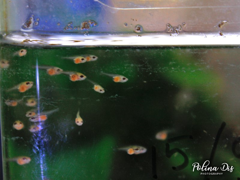 Fish-290-reds 17 days.jpg