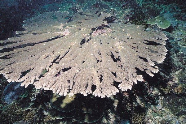 albums-qq21-voas7-acropora_tutuilensis_zpssipugpl2.jpg