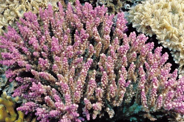 albums-qq21-voas7-acropora_valida_zpscsumohjn.jpg