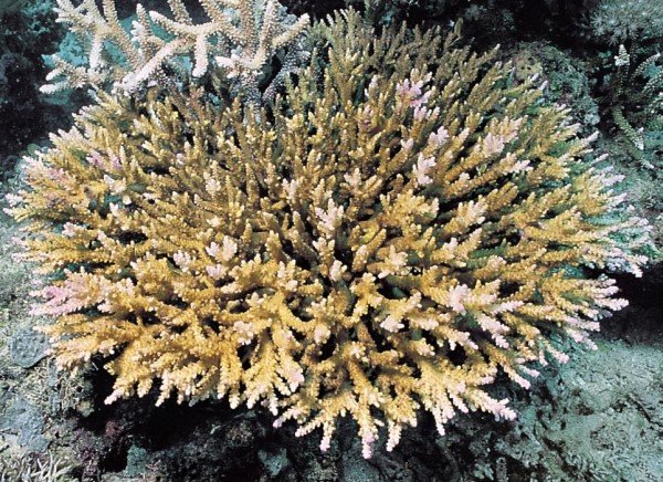 albums-qq21-voas7-acropora_variabilis_zps4b8pojtx.jpg