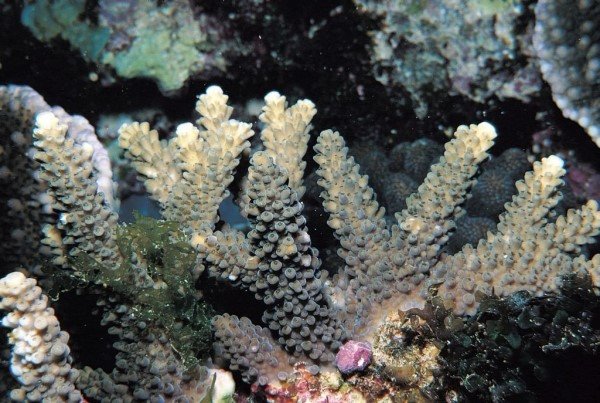 albums-qq21-voas7-acropora_variolosa_zpsloe8w1an.jpg