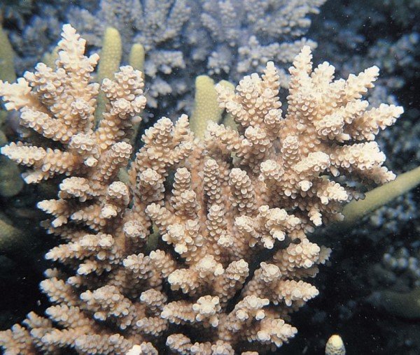 albums-qq21-voas7-acropora_vermiculata_zpswqrrc6xv.jpg