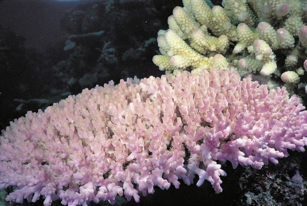 albums-qq21-voas7-acropora_willisae_zpsnok6ubjq.jpg