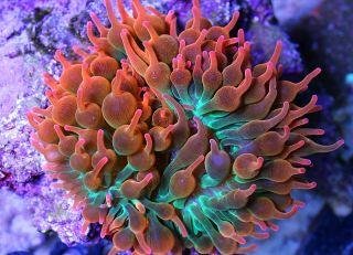 Rainbow_Bubble_Tip_Anemone_large.jpg