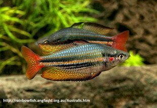 M.australis.Fish River.Daly.GES.jpg