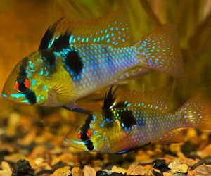 german-blue-ram-mikrogeophagus-ramirezi-4cm.jpg