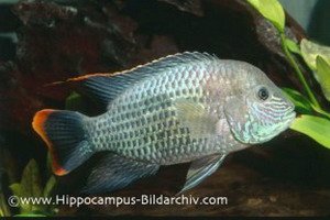 Aequidens-rivulatus-S00545-1-288x192.jpg