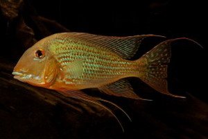 Geophagus-altifrons-1-web-288x192.jpg