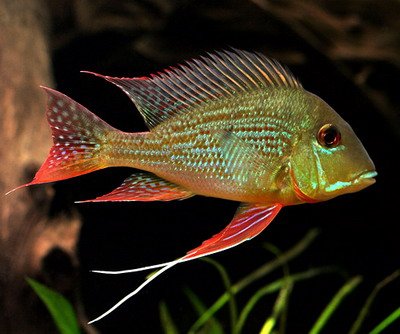 geophagus_altifrons_051.jpg