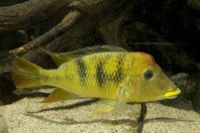 Geophagus-pellegrini-male-O.-lucanus-288x192.jpg