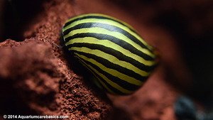 Zebra-Nerite-Snail-Eggs.jpg