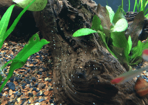 nerite-snail-eggs.png