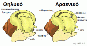 male_female_differ.gif