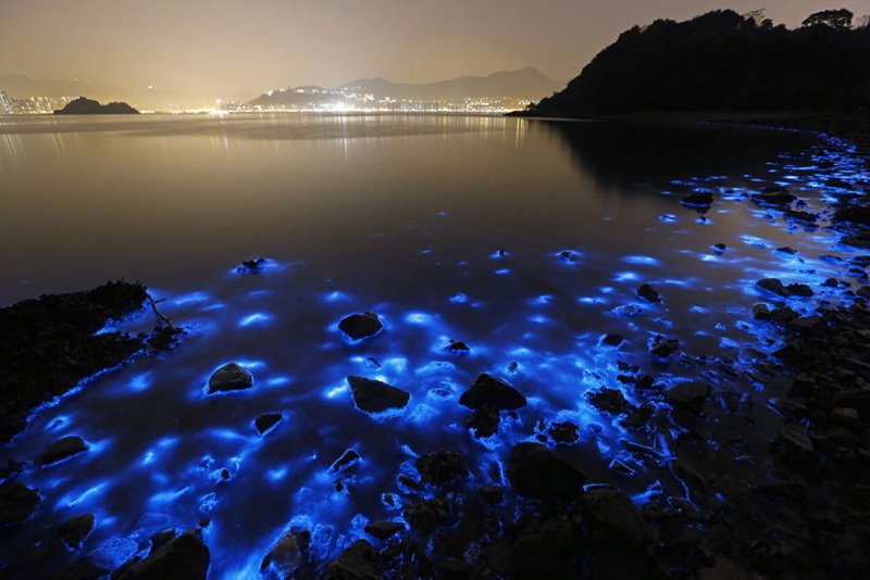 bioluminescent2.jpg