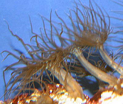 BrownGlassAnemoneWRA_C715.jpg