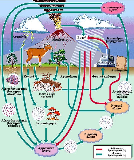 nitrogen_cycle.jpg