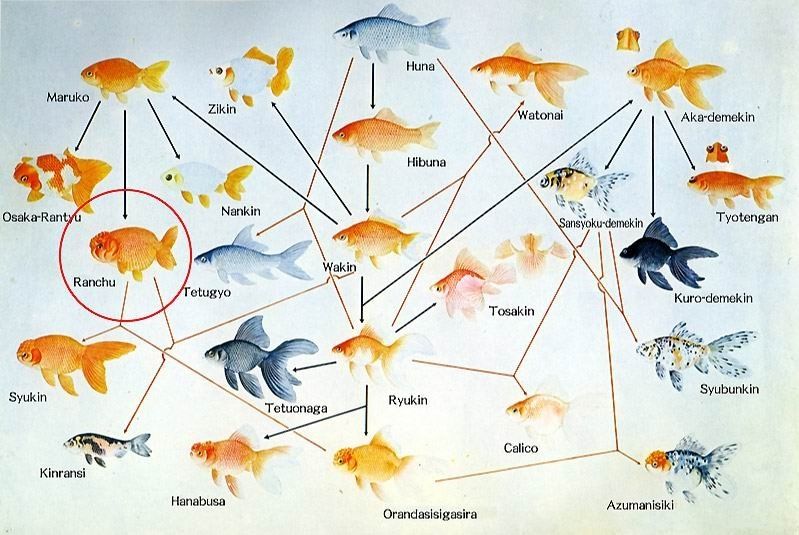 Goldfish-Genealogical-Tree.jpg