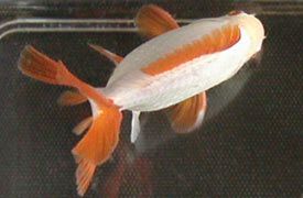 jikin_goldfish_2005-1e.jpg