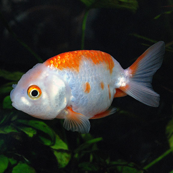 RanchuGoldfishRedandWhite.jpg