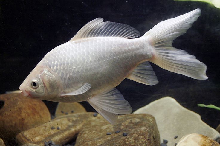 white-goldfish.jpg