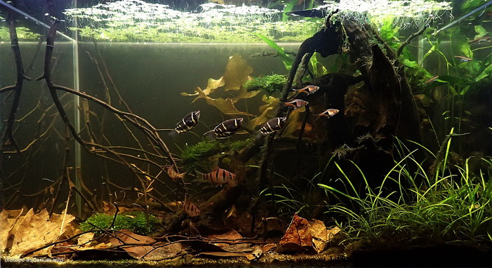 biotope 1.jpg